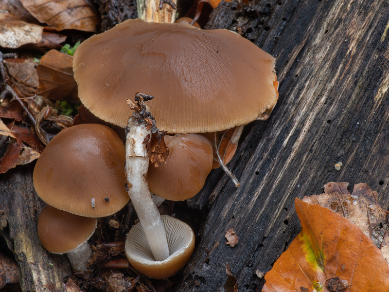 Psathyrella fagetophila